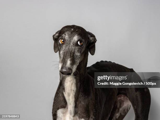 portrait of greyhound against white background - animal head stock pictures, royalty-free photos & images