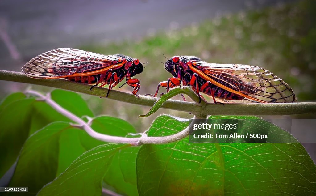 Close-up of insects on plant,Takoma Park,Maryland,United States,USA