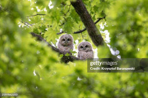 tawny owl juvenile, germany - jeune animal photos et images de collection