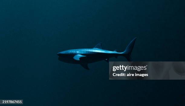 whale shark swimming in deep blue water - animal fin stock pictures, royalty-free photos & images