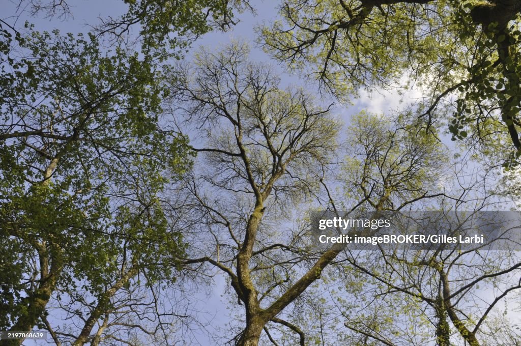 View from below of tall trees with budding leaves against a clear blue sky, creating a tranquil atmosphere