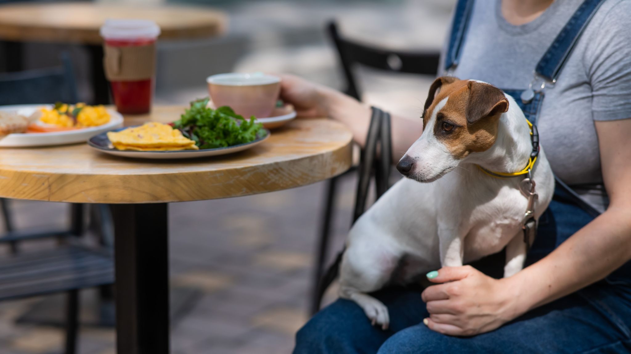 dog friendly cafe