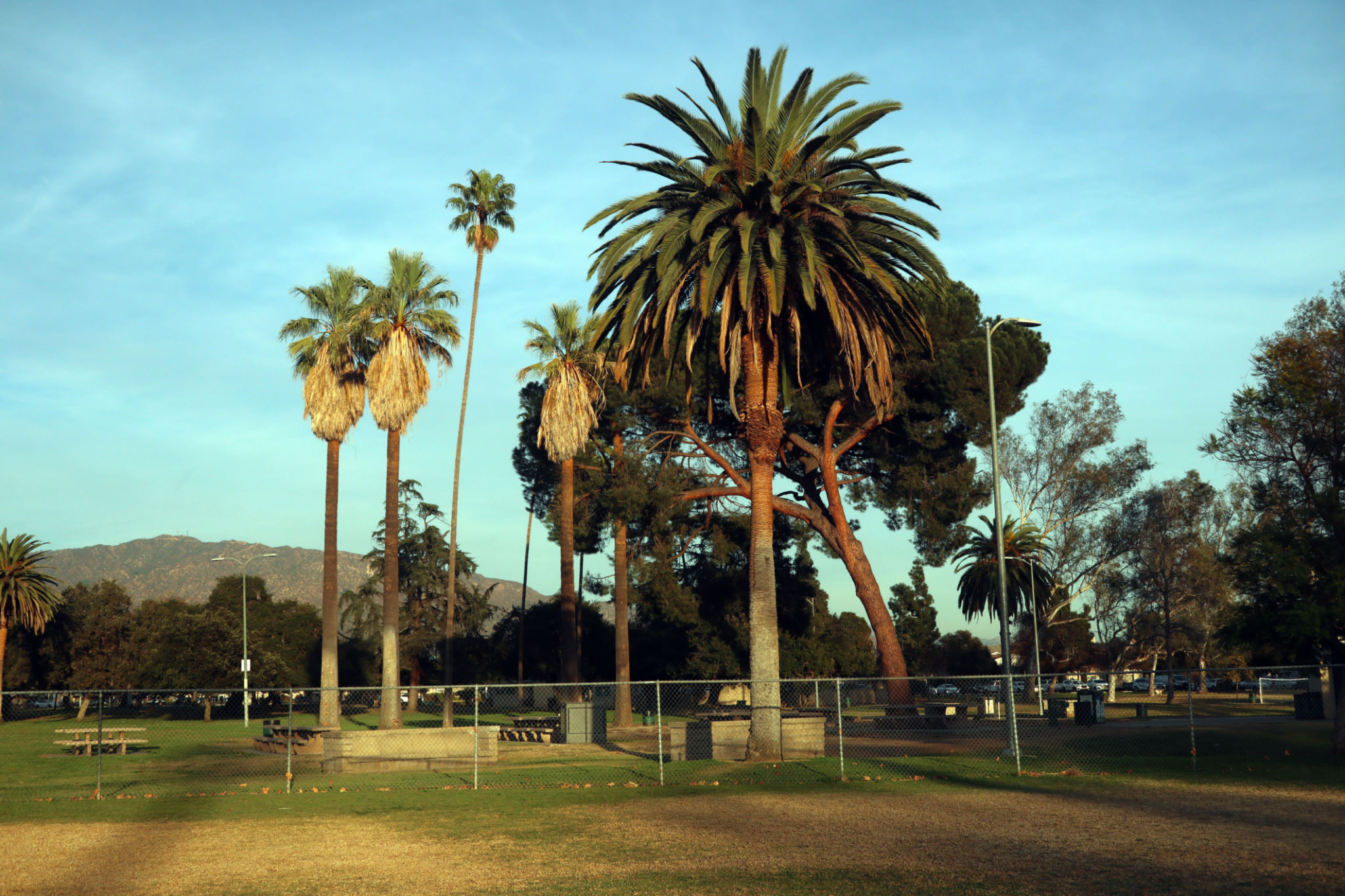 arcadia phoenix