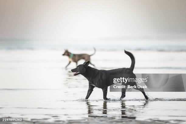 two dogs are playing on the beach. - wildhund stock-fotos und bilder