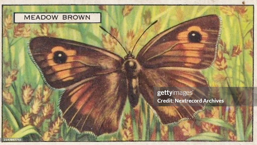 Meadow Brown Butterfly, Butterflies and Moths series, Gallaher Collectible Tobacco Card, 1938