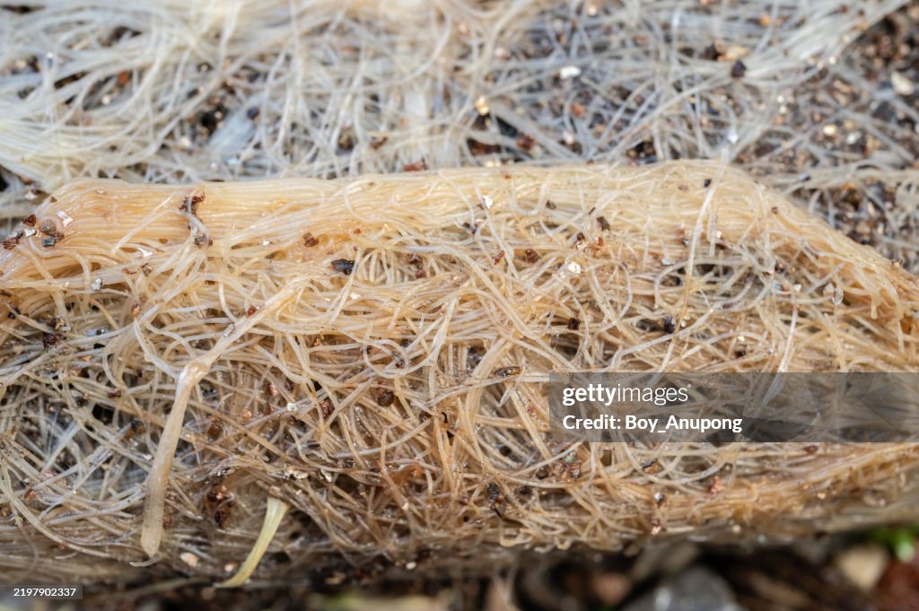 Close up of Fibrous roots. Fibrous roots are the roots that arise from the base of the stem rather than the radicle of the seed.
