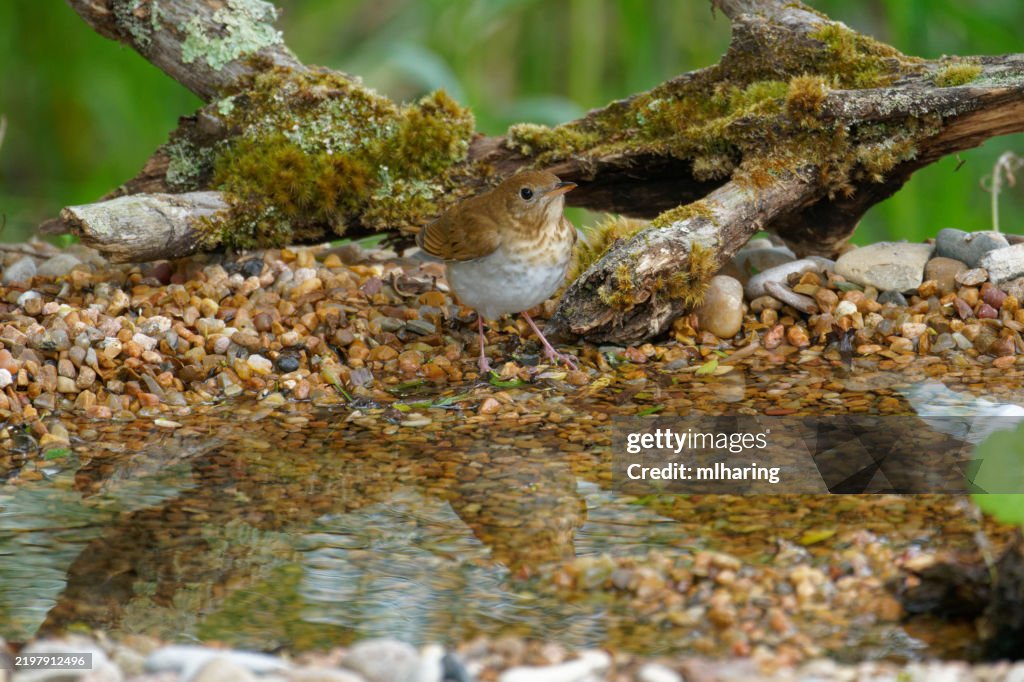 Veery