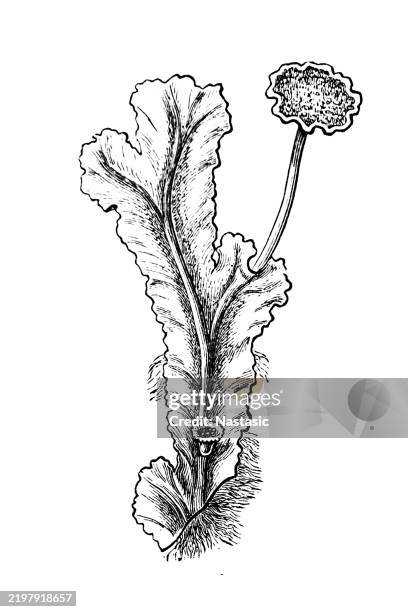 marchantia polymorpha ,mosses (liverworts) - portulaca stock illustrations