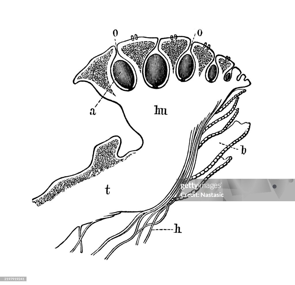 Mosses (liverworts) ,Antheridia of Marchantia