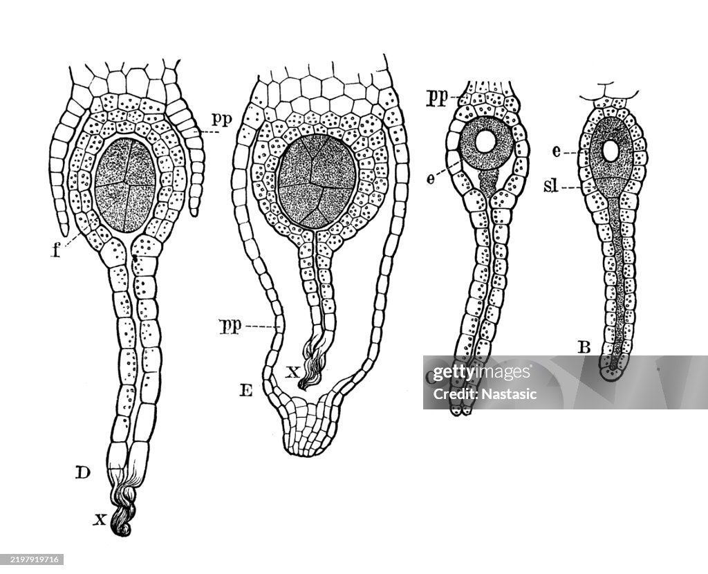 Mosses (liverworts) ,Archegoniophores of Marchantia