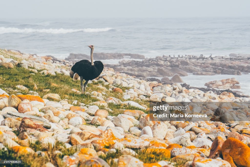 Wild Ostrich walking through the Cape of Good Hope Nature Reserve.