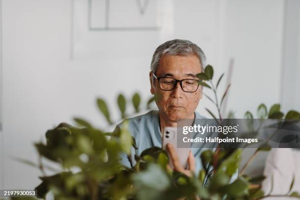 older japanese man holding smartphone, looking at device screen. - senior scam stock pictures, royalty-free photos & images