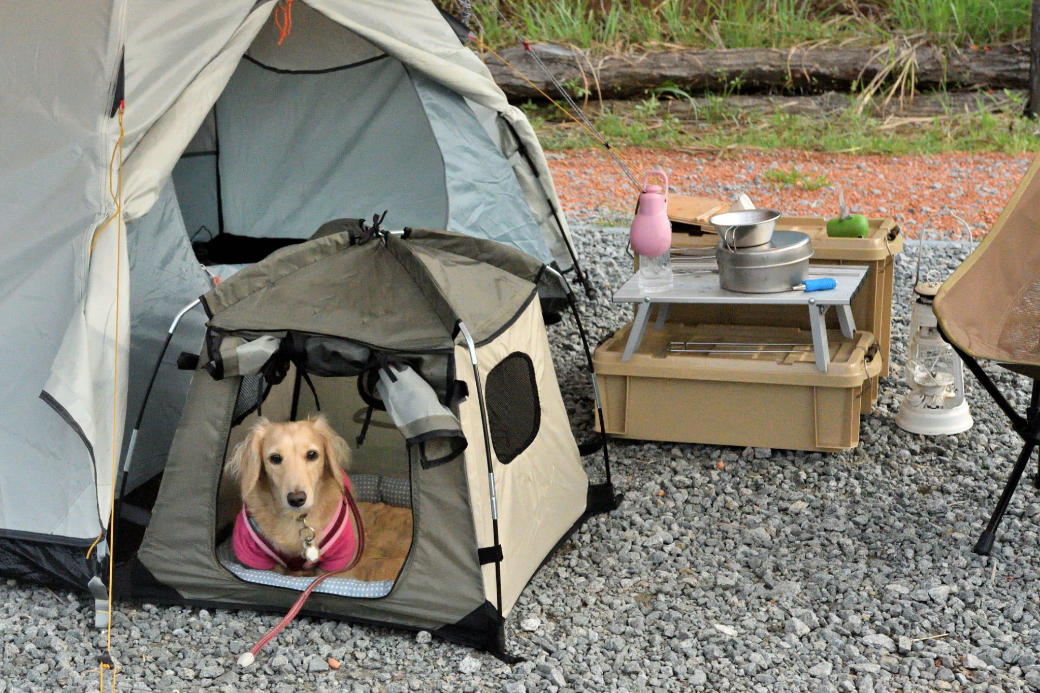 pet camping gear