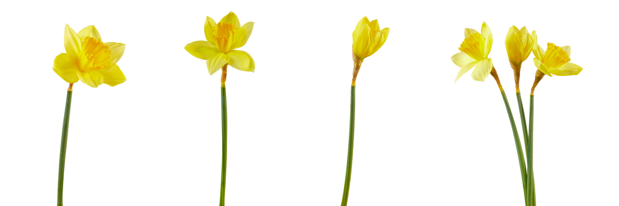 spring collectibles