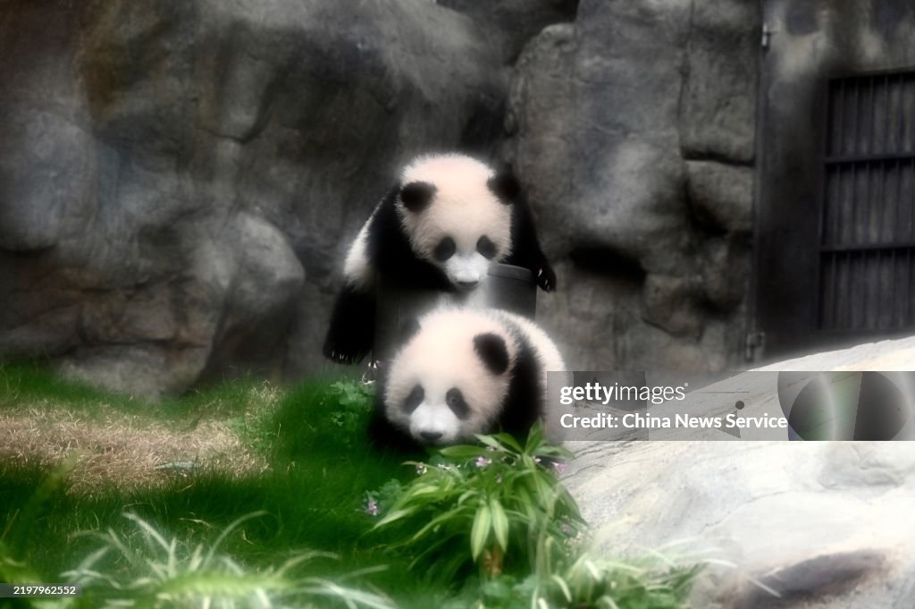 Hong Kong's Giant Panda Twins To Make Public Debut On February 16