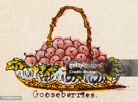 19th Century recipes: Fruit and Dessert, Gooseberries 19th Century recipes: Fruit and Dessert, Gooseberries
