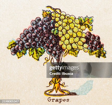 19th Century recipes: Fruit and Dessert, Grape 19th Century recipes: Fruit and Dessert, Grape