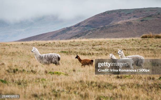 two icelandic horses - alpaka stock-fotos und bilder