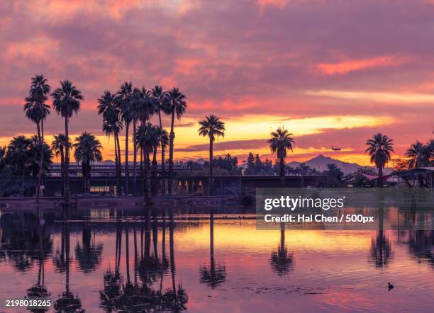 silhouette palm trees by lake against sky during sunset,arizona,united states,usa - papago park stock pictures, royalty-free photos & images