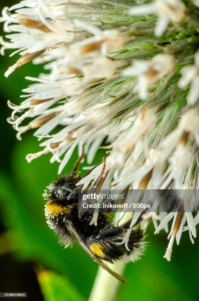 Close-up of bee on flower