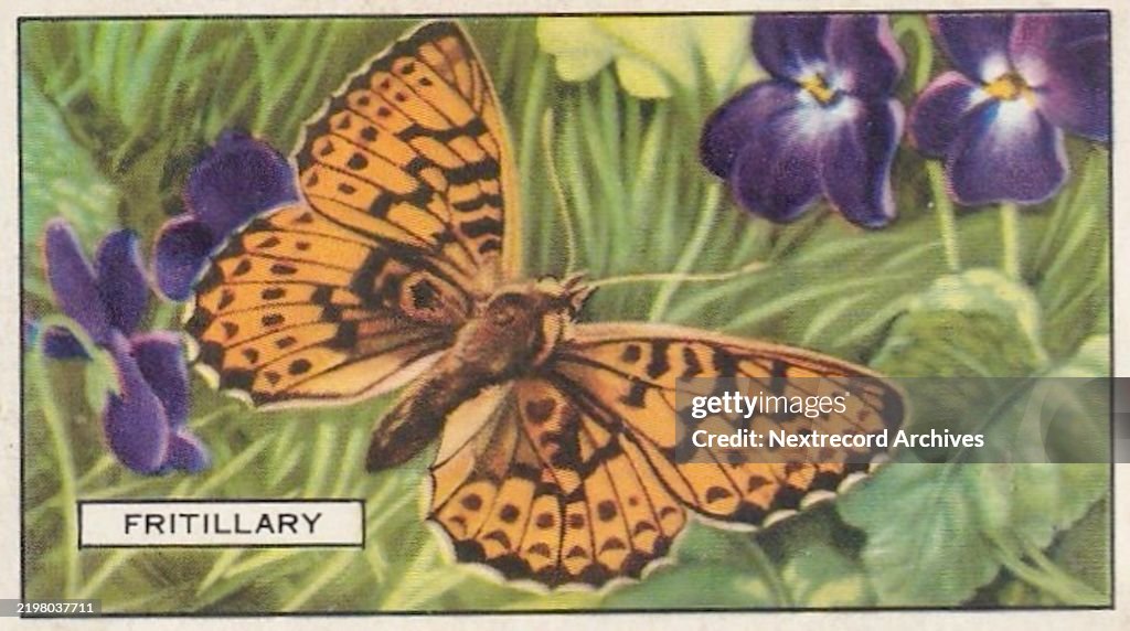 Fritillary Butterfly, Butterflies and Moths series, Gallaher Collectible Tobacco Card, 1938