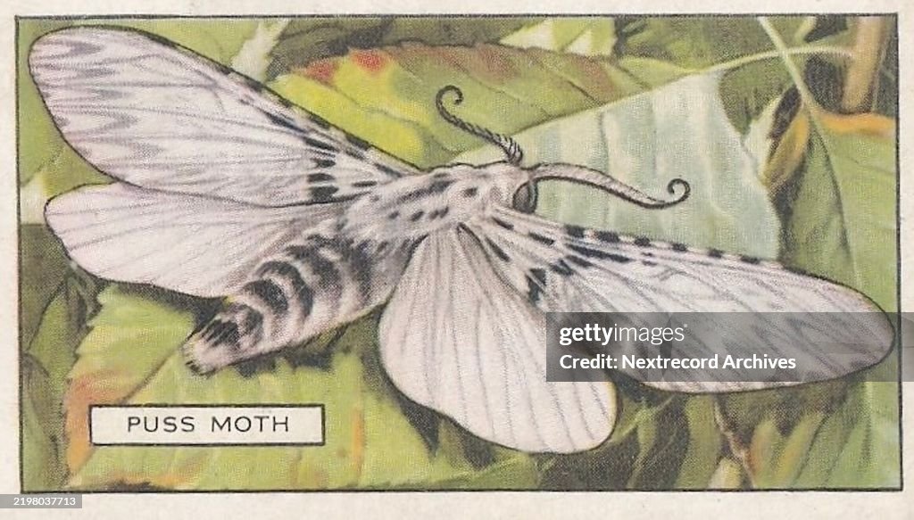 Puss Moth, Butterflies and Moths series, Gallaher Collectible Tobacco Card, 1938