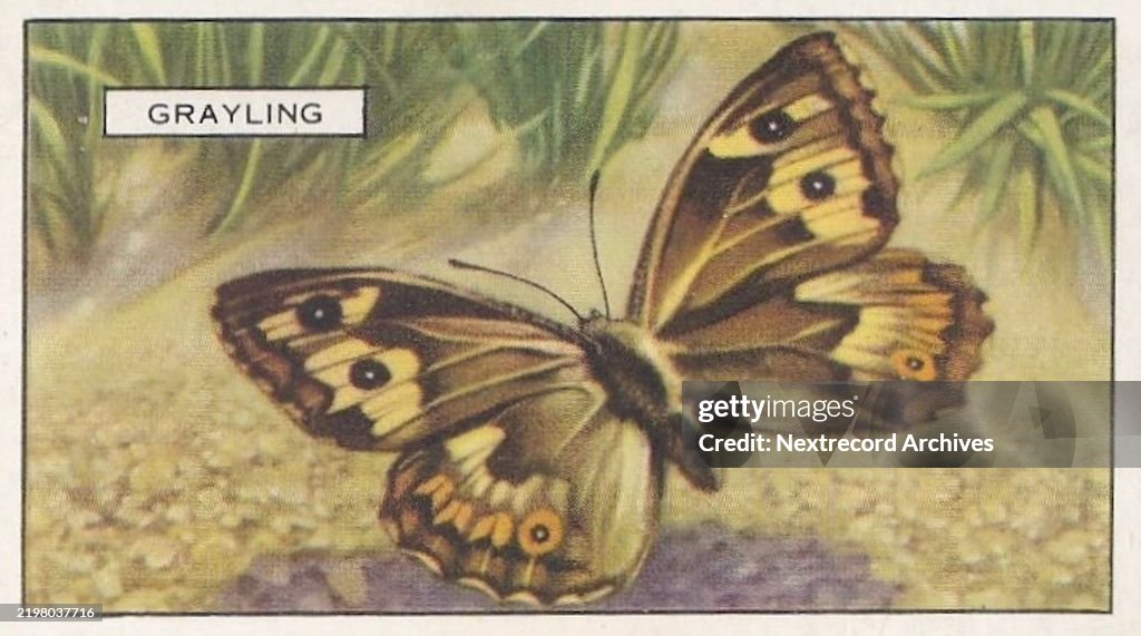 Grayling Butterfly, Butterflies and Moths series, Gallaher Collectible Tobacco Card, 1938