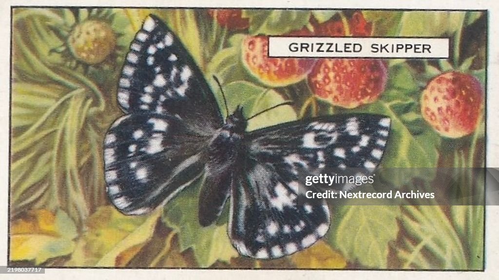 Grizzled Skipper Butterfly, Butterflies and Moths series, Gallaher Collectible Tobacco Card, 1938