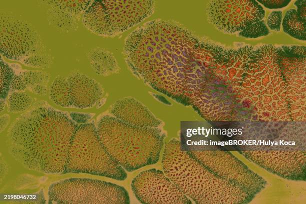 ebru marble conch effect surface pattern design for print - conch stock illustrations