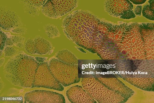 Ebru marble conch effect surface pattern design for print Ebru marble conch effect surface pattern design for print