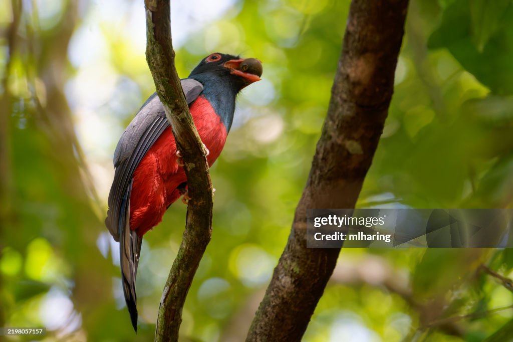 Slaty-tailed Trogon