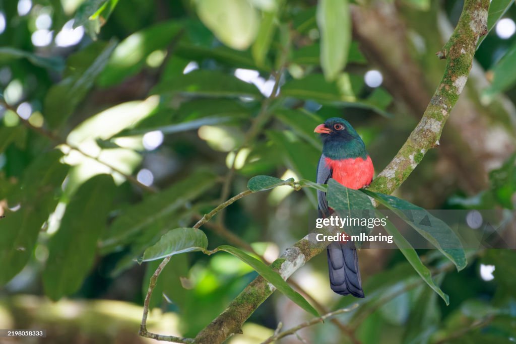 Slaty-tailed Trogon