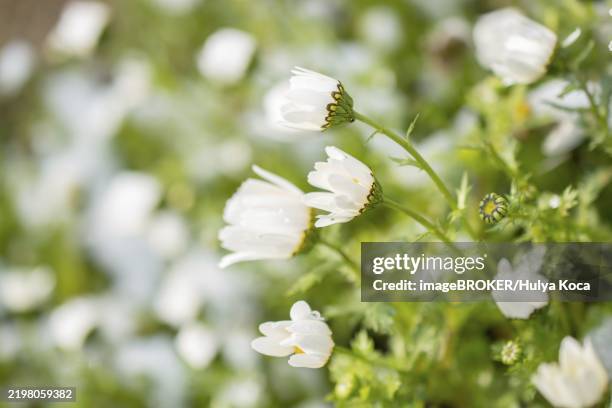 illustrazioni stock, clip art, cartoni animati e icone di tendenza di early flowers oof the spring under snow in a garden - equinozio di primavera