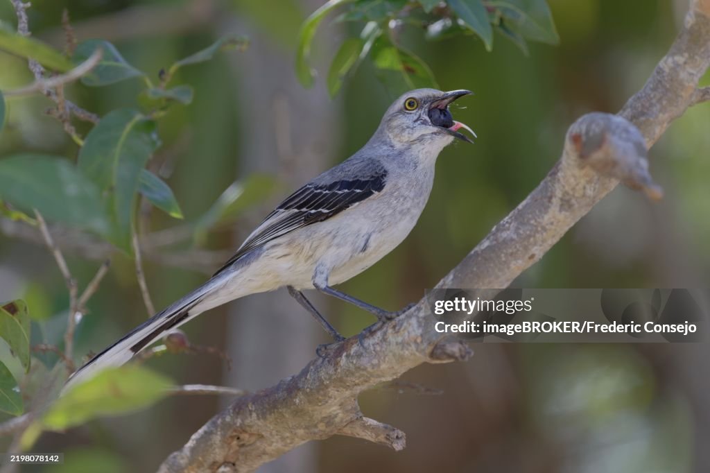 A bird perched on a branch eating a berry amidst leafy green foliage, Tropical mockingbird, Mimus gilvus, Corozal district, Belize, Central America
