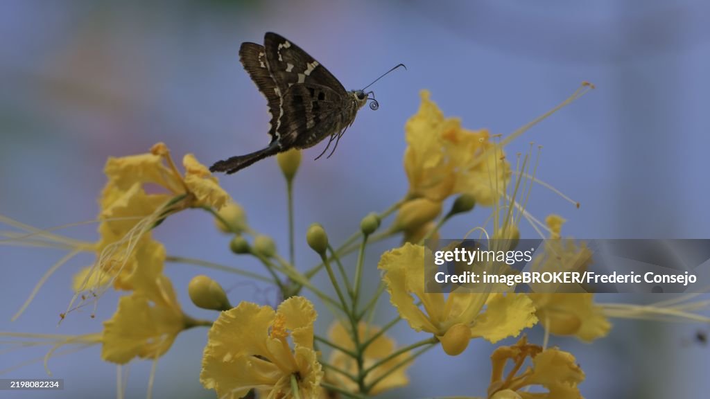Butterfly flying over yellow flowers in a natural scene, highlighting pollination, Lepidoptera, Hesperiidae, Long-tailed skipper, Urbanus proteus, Corozal district, Belize, Central America