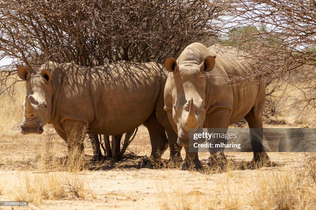 White Rhinoceros