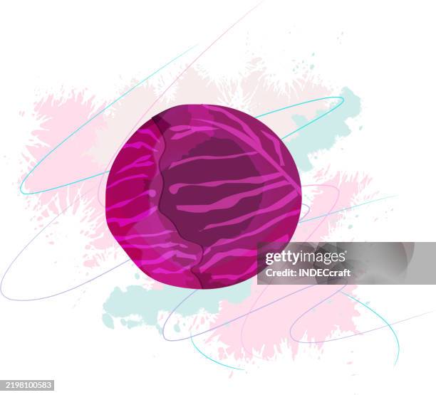 red cabbage - red cabbage stock illustrations