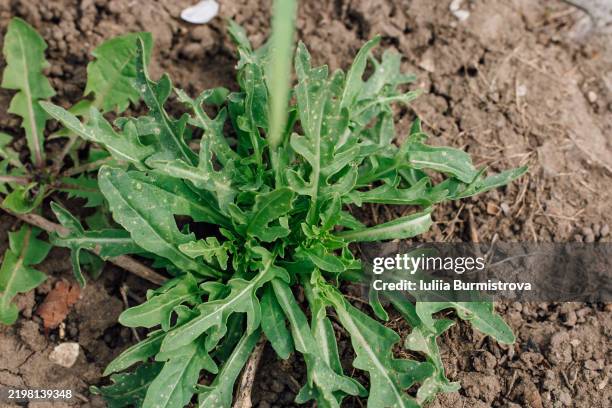 close-up of arugula plant growing on natural soil background - rucola stock-fotos und bilder