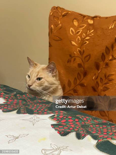 meme of the cat waiting for the food in a restaurant - meme stock pictures, royalty-free photos & images