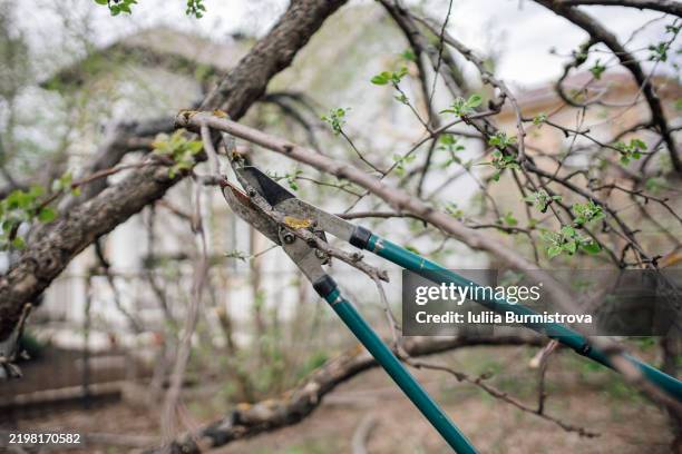 pruning trees in a backyard using green handheld garden tools - tree pruning stock pictures, royalty-free photos & images