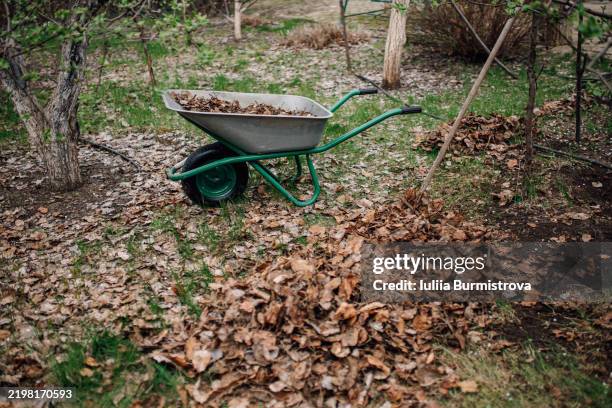 wheelbarrow in a garden with fallen leaves during autumn cleanup - wheelbarrow stock pictures, royalty-free photos & images