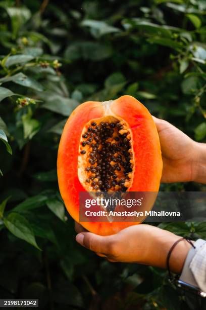 female hands holding ripe papaya on green background close-up - papaya stock pictures, royalty-free photos & images
