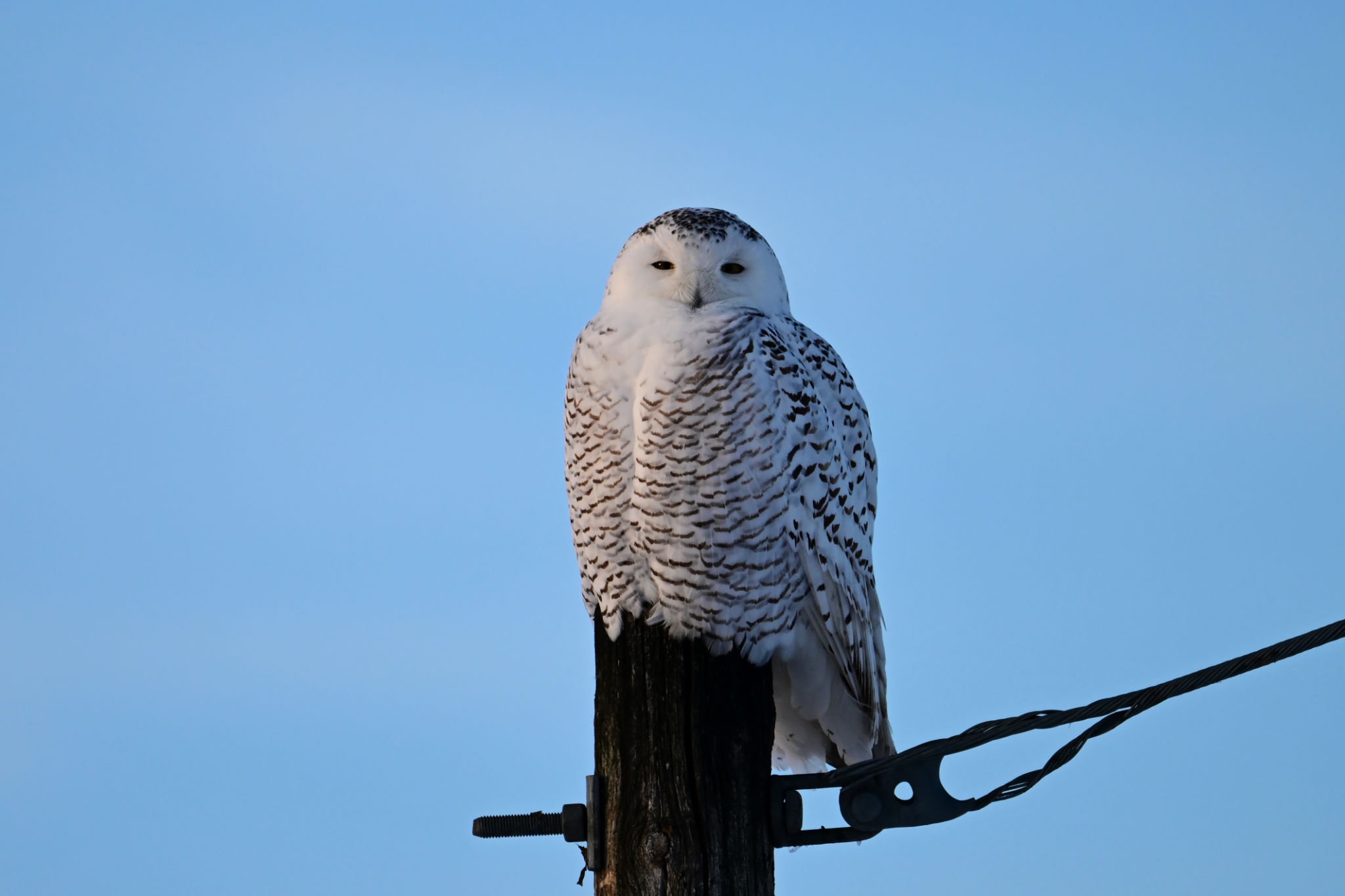 Snowy Owl on a hydro pole Snowy Owl on a hydro pole