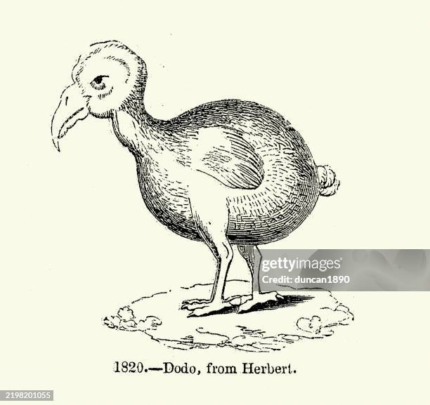 The Dodo Is An Extinct Flightless Bird That Was Endemic To The Island ...