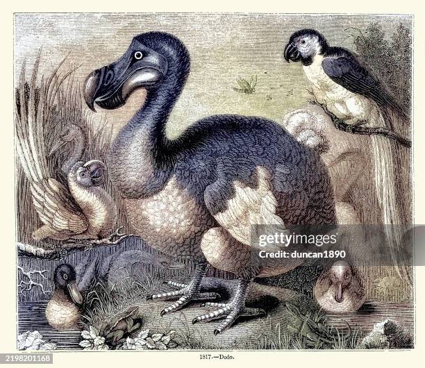 8,576 Of Dodo Stock Photos, High-Res Pictures, and Images - Getty Images