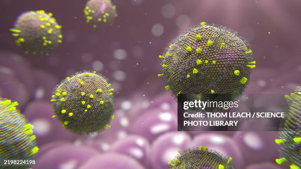 stockillustraties, clipart, cartoons en iconen met human metapneumovirus (hmpv), illustration - humaan metapneumovirus