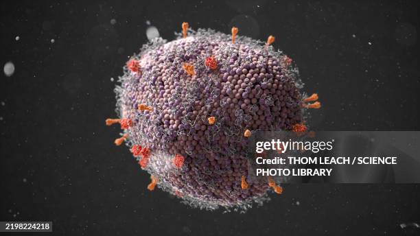 stockillustraties, clipart, cartoons en iconen met human metapneumovirus (hmpv), illustration - humaan metapneumovirus