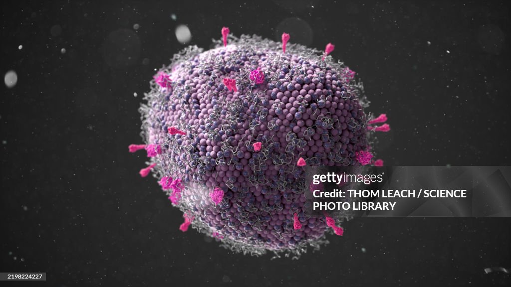 Human metapneumovirus (HMPV), illustration