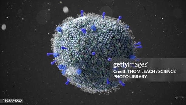 stockillustraties, clipart, cartoons en iconen met human metapneumovirus (hmpv), illustration - humaan metapneumovirus