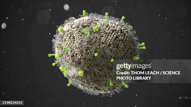 stockillustraties, clipart, cartoons en iconen met human metapneumovirus (hmpv), illustration - humaan metapneumovirus
